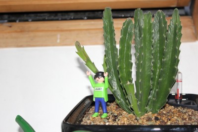 Stapelia am 25.07.2014.jpg