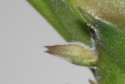 die erste Blüte am 25.07.2014.jpg