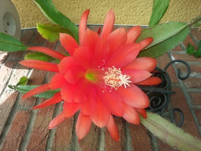 Fantasia Orange 4.jpg