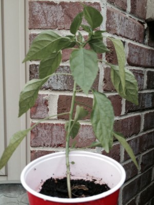 photo 32.JPG