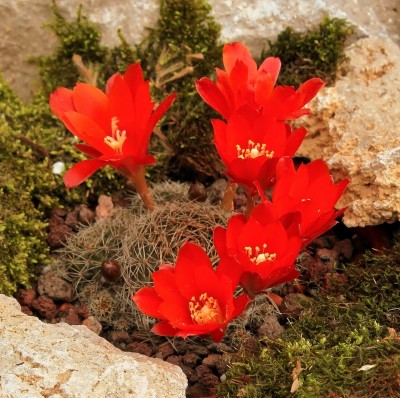 Rebutia fiebrigii 2006-5-3148-5 (5a).jpg