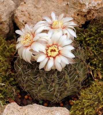 Gymnocalycium quehlianum 2000-30-2716-3 (6).jpg