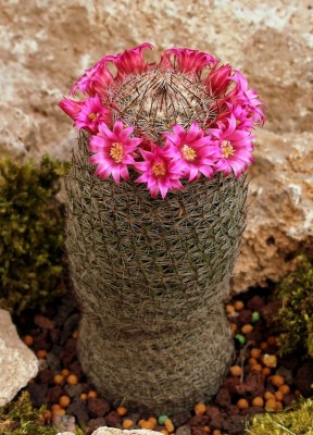 Mammillaria matudae 1999-16-2788-2 (7a).jpg