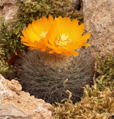 Parodia 2008-10-3836-1 (5).jpg