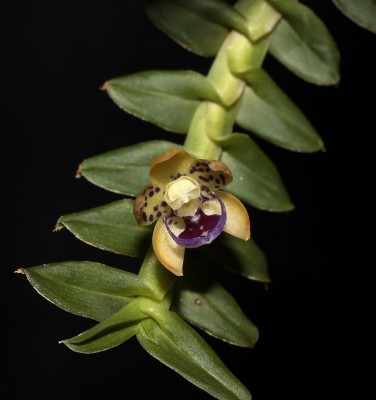 Dichaea pendula 2014-17 (1).jpg