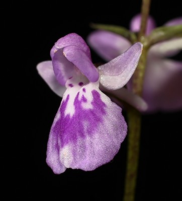 Ponerorchis graminifolia 2011-129 (5).jpg