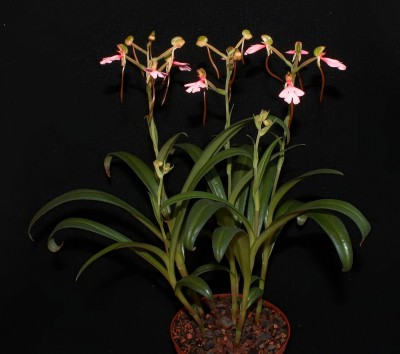 Habenaria rhodocheila 2010-286 (5).jpg