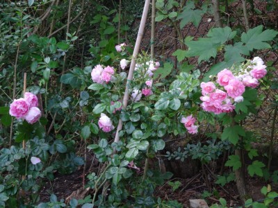 DSC00616.JPG