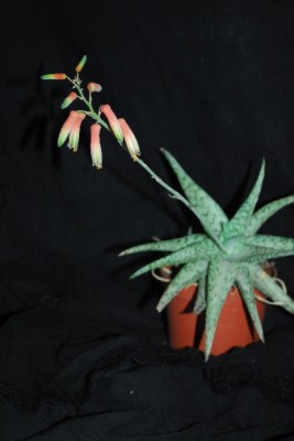 Aloe14 040pp.jpg