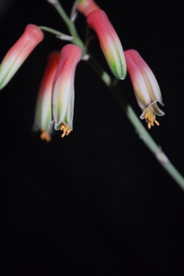 Aloe14 041pp.jpg