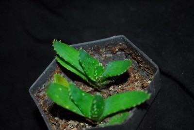 Aloe14 044pp.jpg
