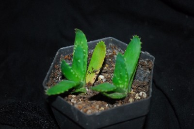 Aloe14 045pp.jpg