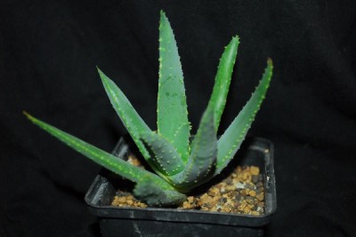 Aloe14 046pp.jpg