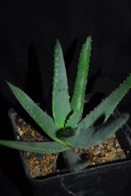 Aloe14 047pp.jpg