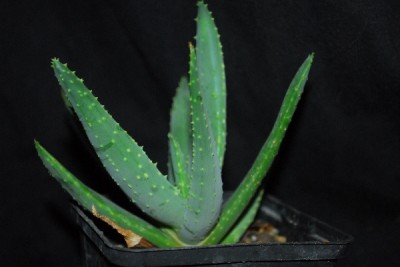 Aloe14 048pp.jpg