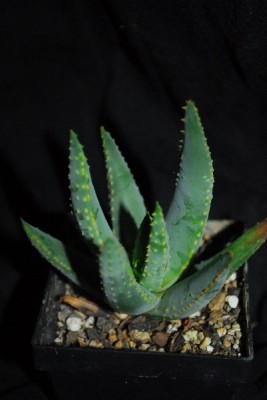 Aloe14 050pp.jpg