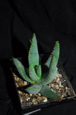 Aloe14 051pp.jpg
