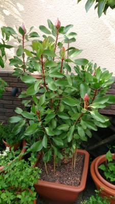 DSC_7604a.jpg