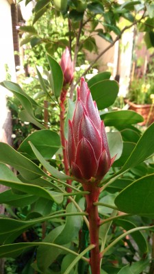 DSC_7607a.jpg