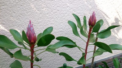 DSC_7606a.jpg