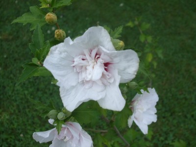 Garden hibiskus.JPG