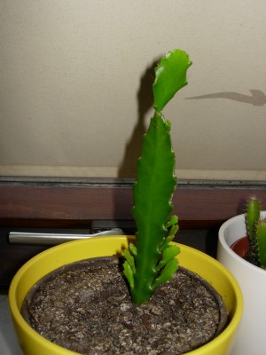 DSCN2909.JPG