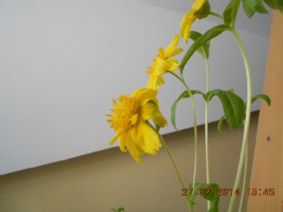DSCN0520.JPG