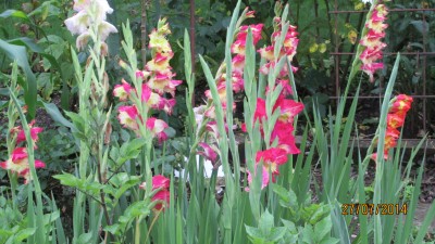 IMG_2887.JPG