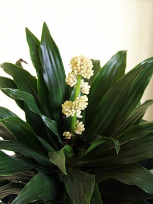 palme.jpg