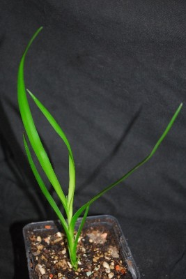 Dracaena 007pp.jpg