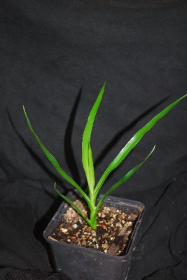 Dracaena 009pp.jpg