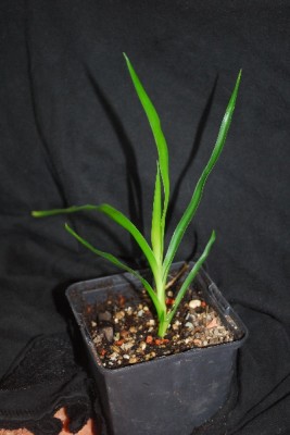 Dracaena 010pp.jpg