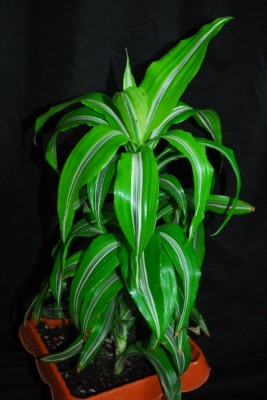 Dracaena 011pp.jpg