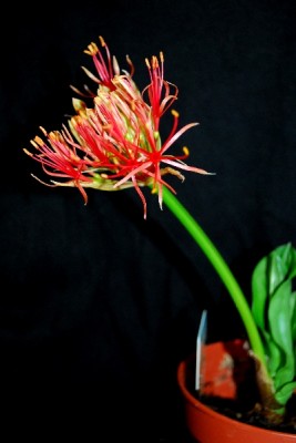 Blutblume 004pp.jpg