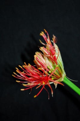 Blutblume 001pp.jpg