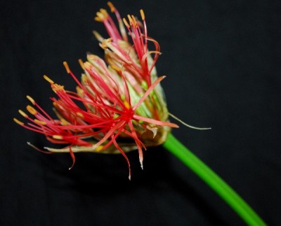 Blutblume 002pp.jpg