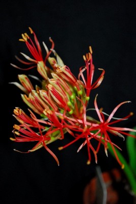 Blutblume 003pp.jpg