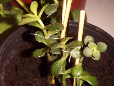 PICT0160.JPG