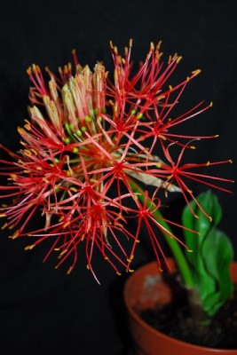 Blutblume 008pp.jpg