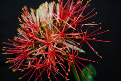 Blutblume 006pp.jpg