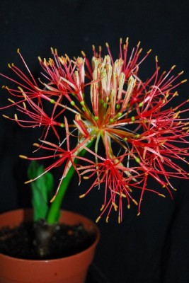 Blutblume 009pp.jpg