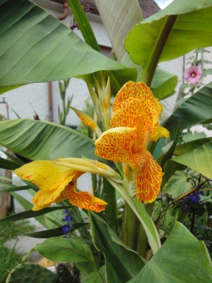 canna.jpg