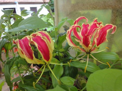 gloriosa_superba.jpg