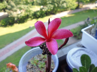 P1000341.JPG