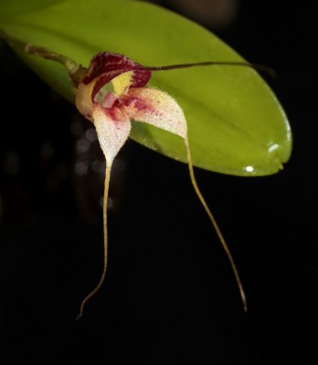 Masdevallia nidifica 2013-48 (5).jpg
