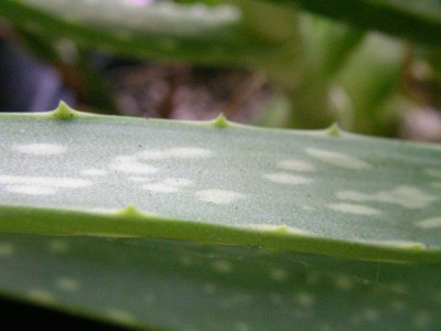 aloe vera 002.JPG