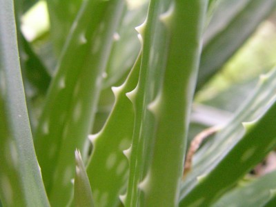 aloe vera 003.JPG