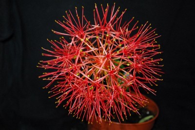Blutblume 010pp.jpg