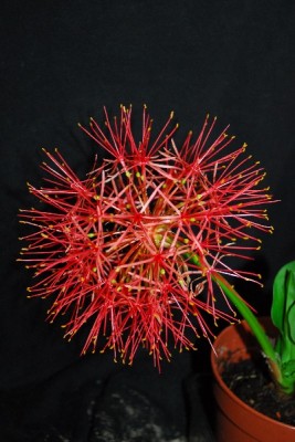 Blutblume 012pp.jpg