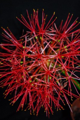 Blutblume 013pp.jpg